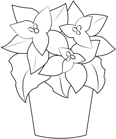 Poinsettia coloring pages free coloring pages