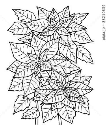 Poinsettia flower coloring page for adults