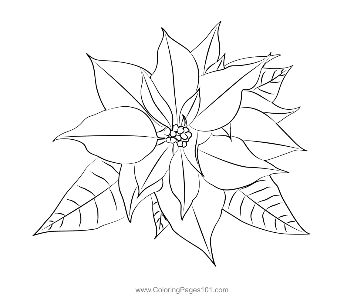 Poinsettia coloring page for kids