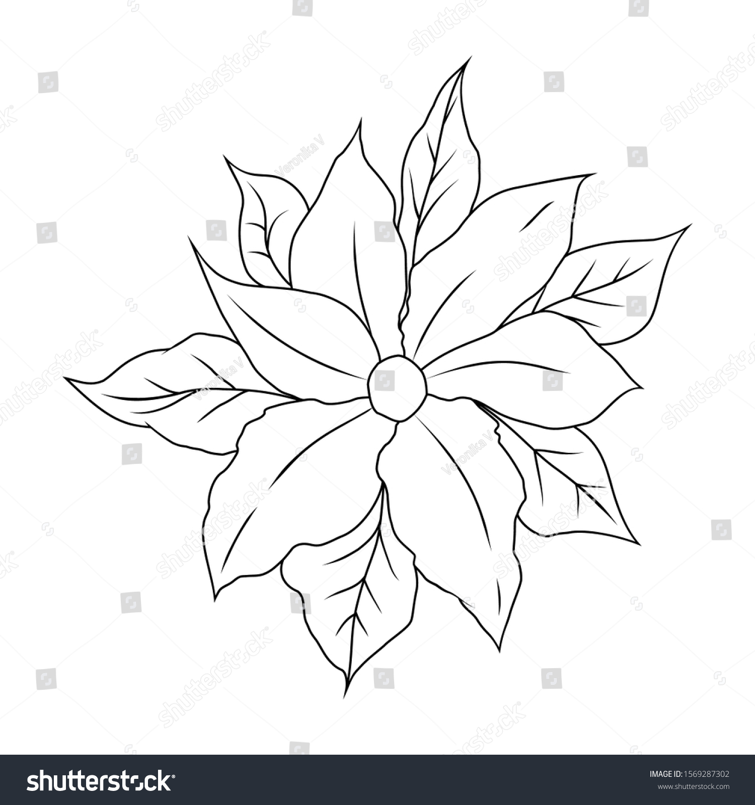 Christmas flower poinsettia coloring book page stock vector royalty free
