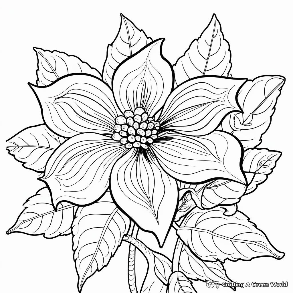 Pointsetta coloring pages