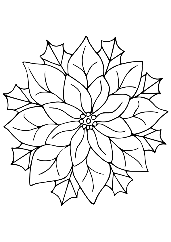 Poinsettia drawing for coloring page free printable nurieworld