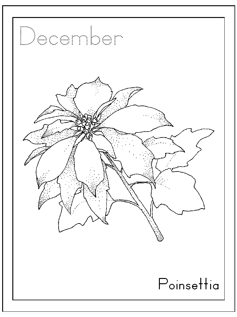 Free printable poinsettia coloring pages for kids