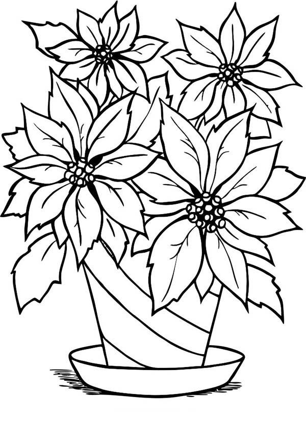 Beautiful poinsettia in flowerpot for national poinsettia day coloring page kids play color flower coloring pages flower drawing coloring pages