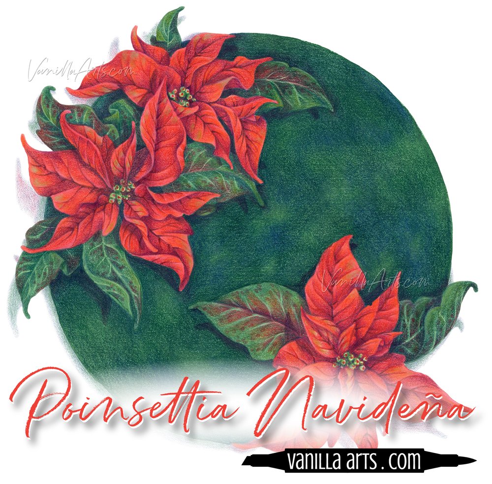 Poinsettia navideãa