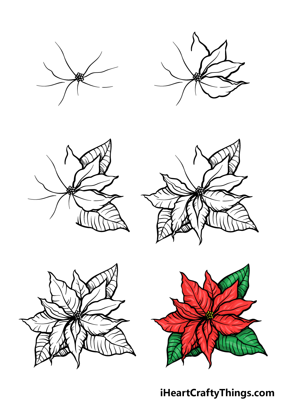 Poinsettia drawing