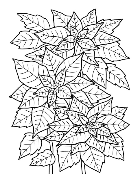 Premium vector poinsettia flower coloring page for adults