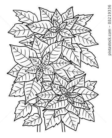 Poinsettia flower coloring page for adults