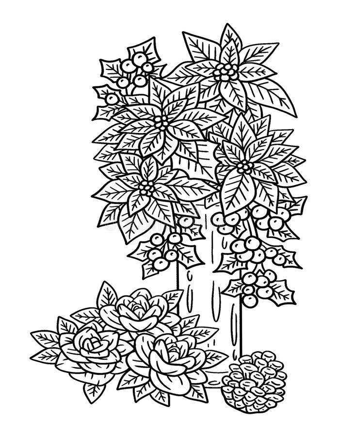 Poinsettia coloring stock illustrations â poinsettia coloring stock illustrations vectors clipart