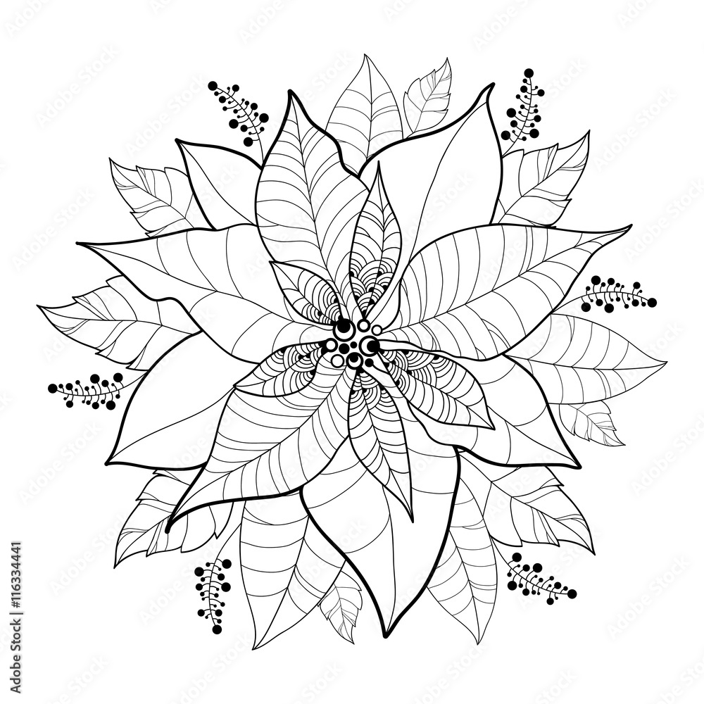 Vector poinsettia flower or christmas star in black isolated on white outline flower and leaves of poinsettia for christmas design and coloring book traditional christmas and happy new year symbol vector