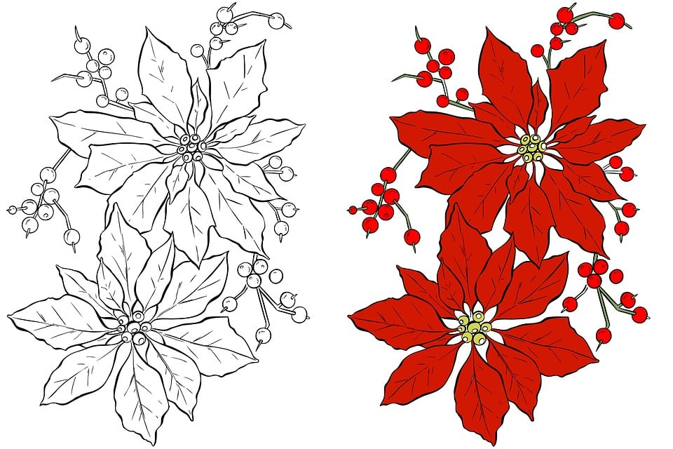 Download poinsettia christmas flower royalty