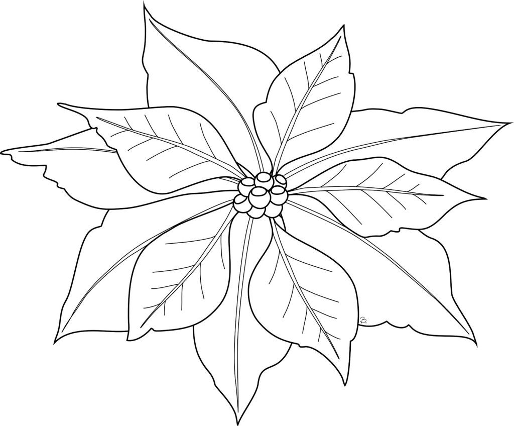 Free printable poinsettia coloring pages for kids flower coloring pages christmas poinsettia christmas coloring pages