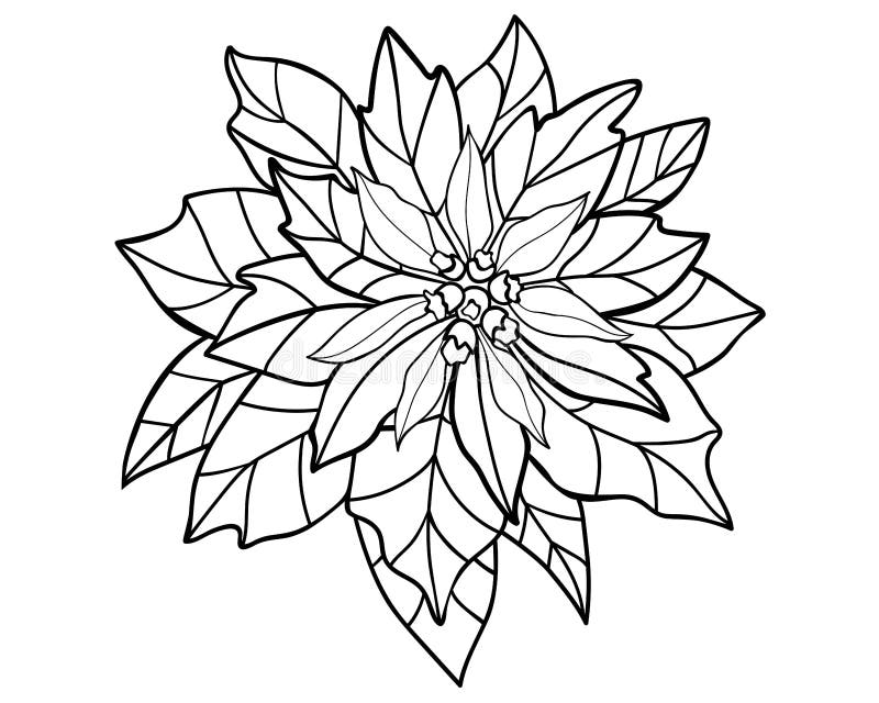 Poinsettia coloring stock illustrations â poinsettia coloring stock illustrations vectors clipart