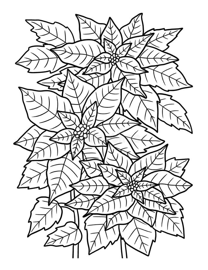 Poinsettia coloring stock illustrations â poinsettia coloring stock illustrations vectors clipart