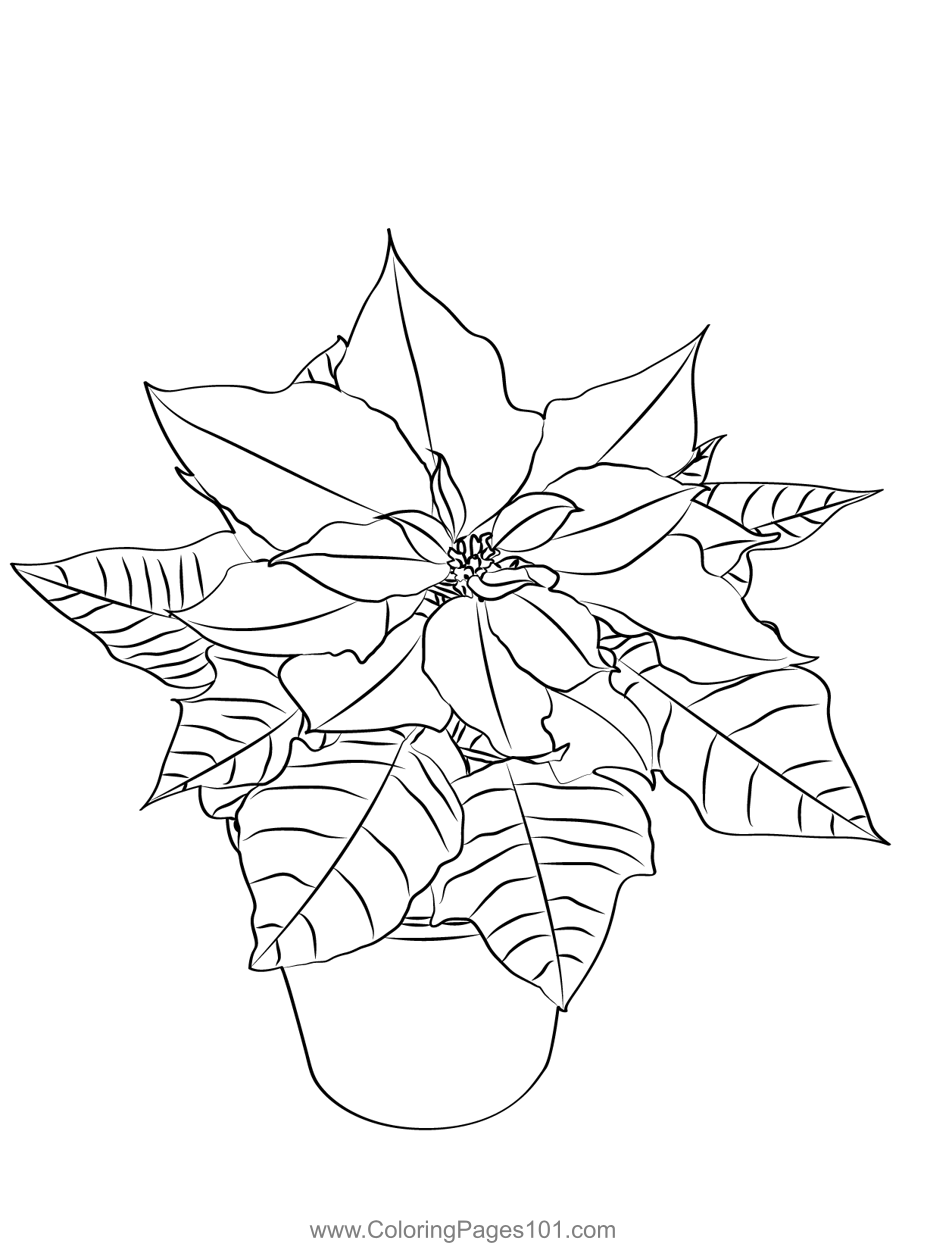 Poinsettia coloring page for kids