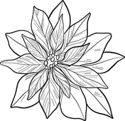 Poinsettia coloring pages free coloring pages