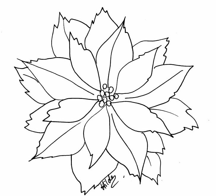 Poinsettia coloring book flower christmas png clipart adult angle area artwork black and white free png