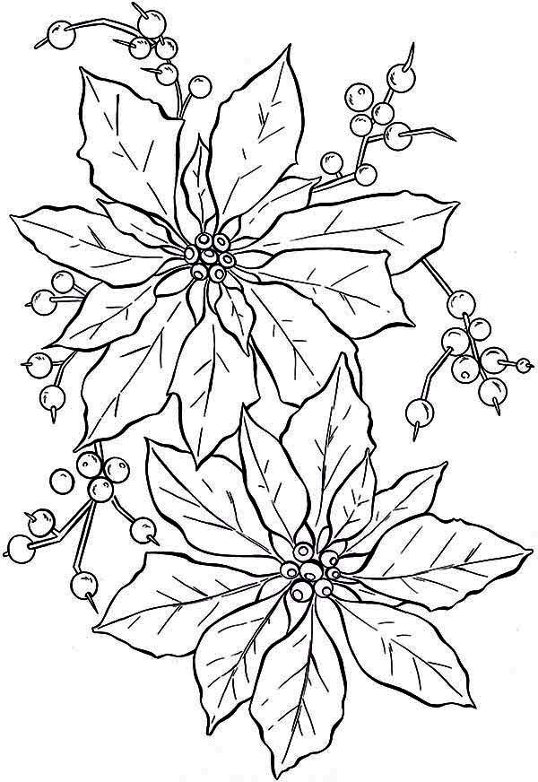 Discover the beauty of poinsettia flower coloring page