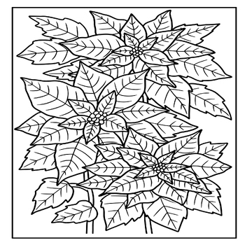 Poinsettia coloring page