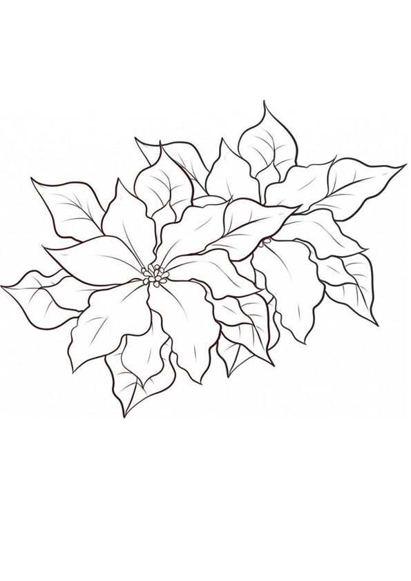 Coloring pages free coloring pages poinsettia flower