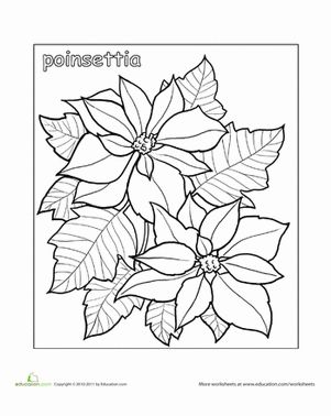 Poinsettia worksheet education christmas coloring pages christmas drawing coloring pages