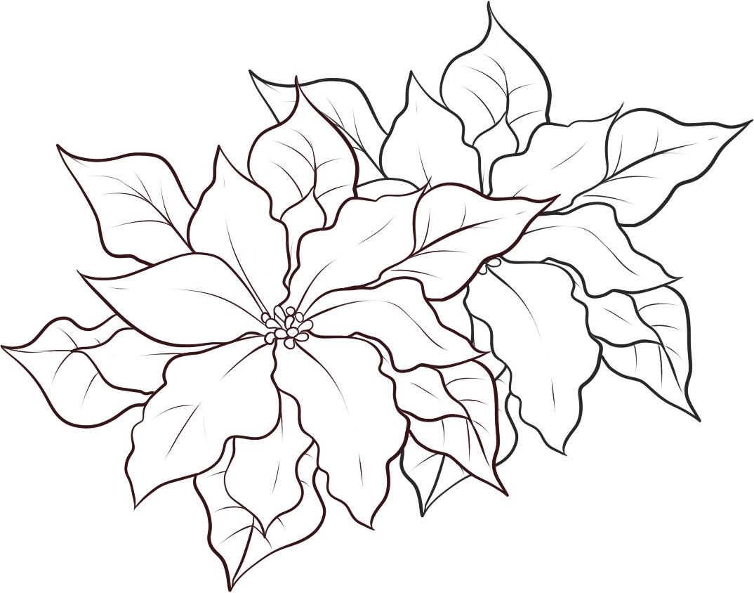 Free printable poinsettia coloring pages for kids