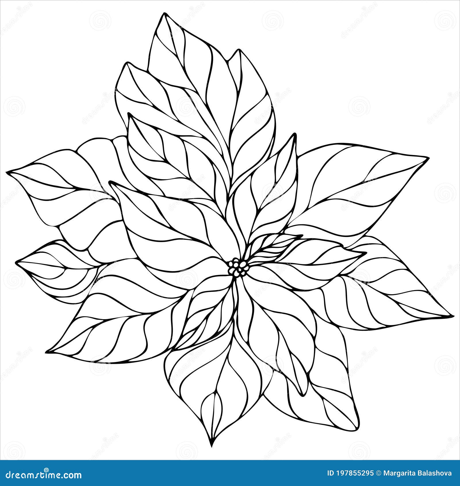 Poinsettia coloring stock illustrations â poinsettia coloring stock illustrations vectors clipart