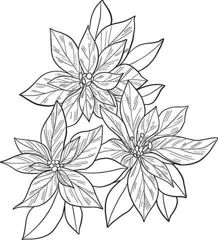 Poinsettia coloring page free printable coloring pages