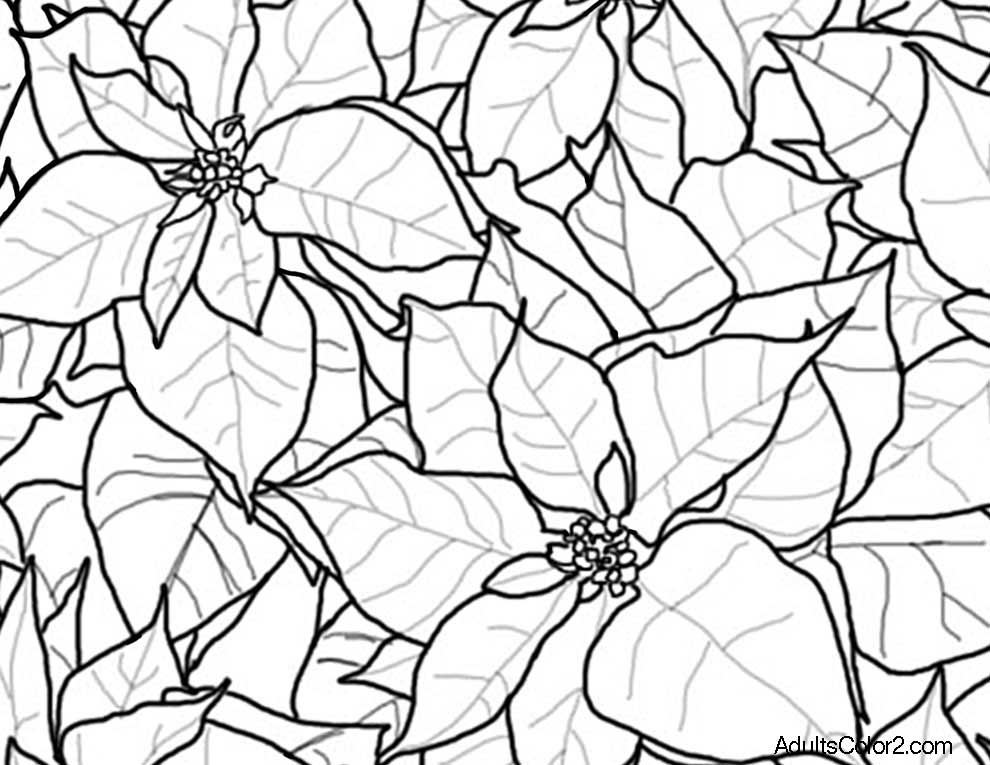 Flower coloring pages beautiful blossoms