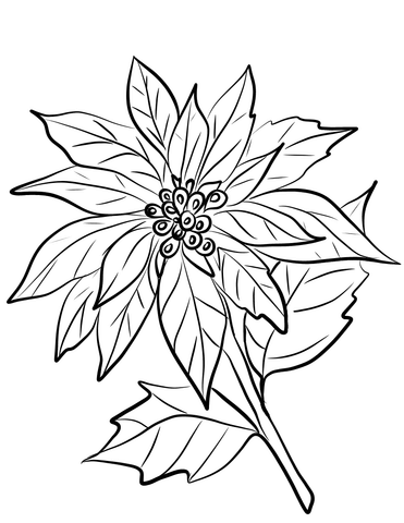 Poinsettia flower coloring page free printable coloring pages