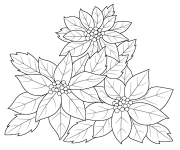 Premium vector outlined poinsettia flower for adults coloring book