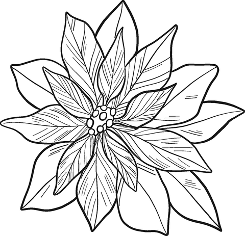 Poinsettia coloring page free printable coloring pages