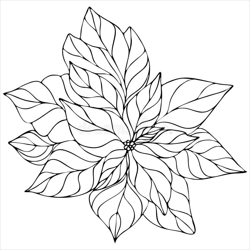 Poinsettia coloring stock illustrations â poinsettia coloring stock illustrations vectors clipart