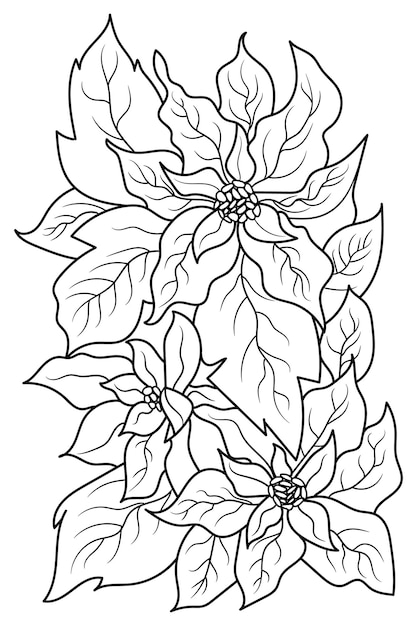 Premium vector poinsettia flower coloring page for adults