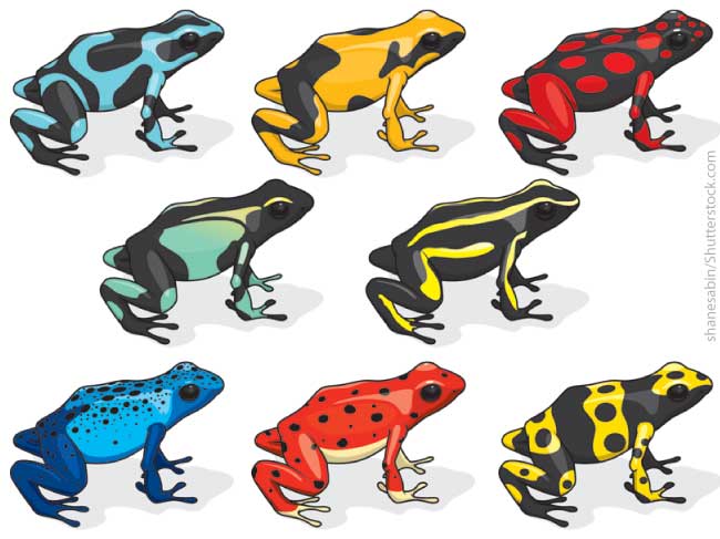 Poison dart frog facts for kids