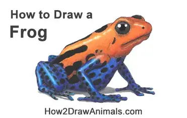 How to draw a frog poison dart frog video step