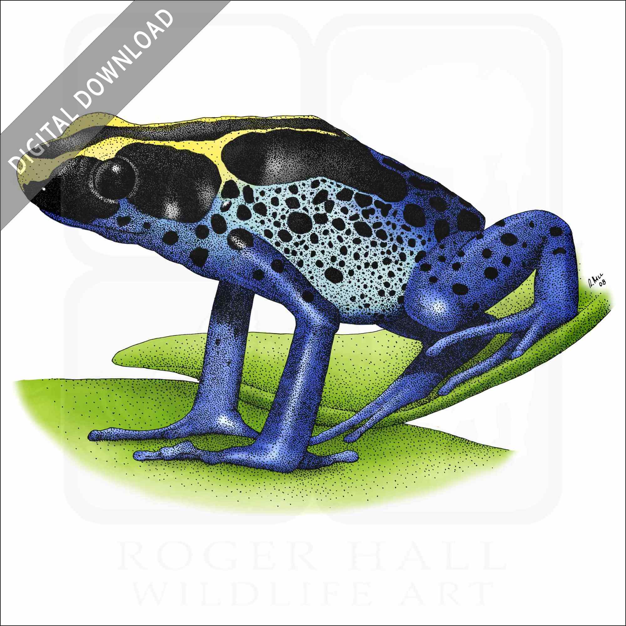 Stock art drawing of a dyeing poison dart frog