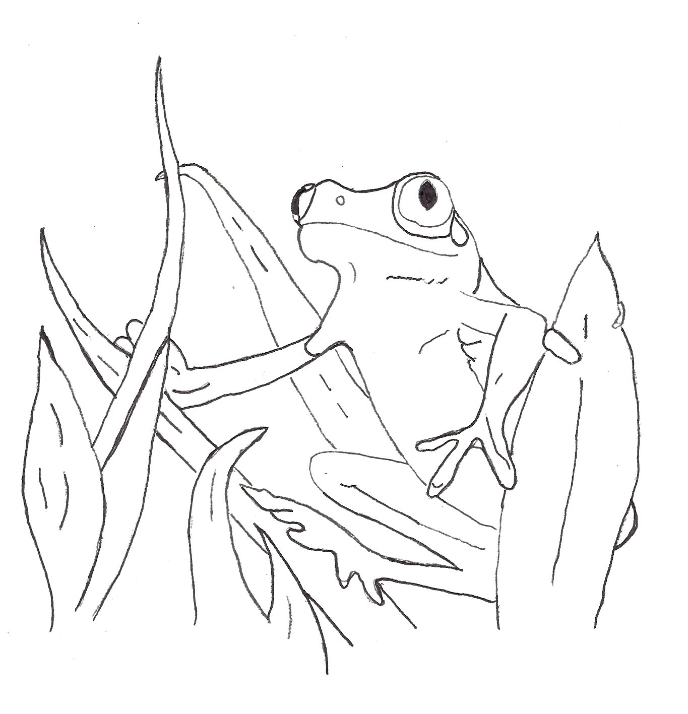 Free printable frog coloring pages for kids