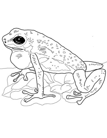 Strawberry poison dart frog coloring page free printable coloring pages