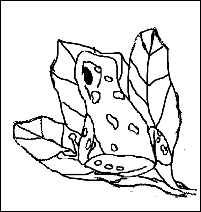 Poison dart frog coloring