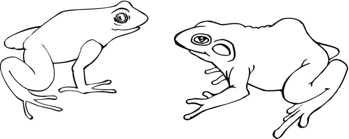 Free frog colouring pages animal corner