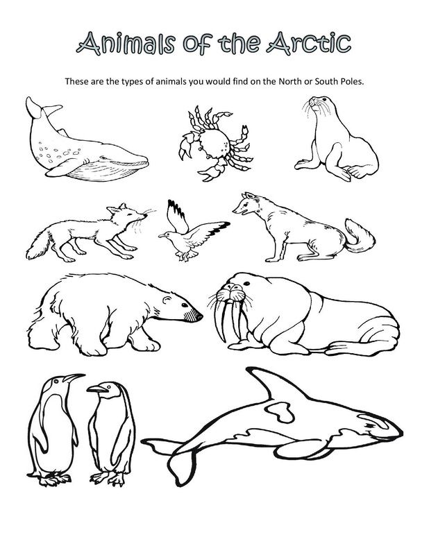 Arctic animals coloring pages arctic animals printables polar animals animal coloring pages