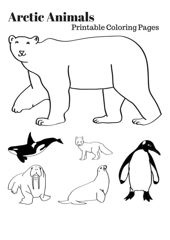 Arctic animals printable coloring pages polar animals arctic animals printables arctic animals