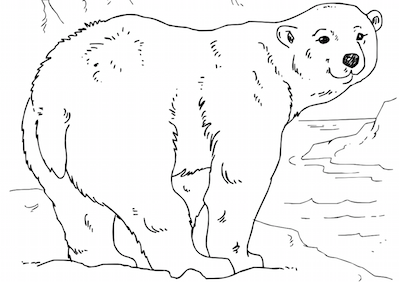 Polar bear coloring page