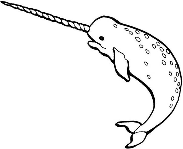 Arctic animals coloring pages