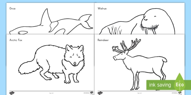 Arctic animals coloring sheets