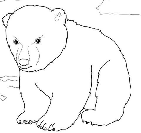 Cute polar bear cub coloring page free printable coloring pages polar bear cub bear cubs cute polar bear