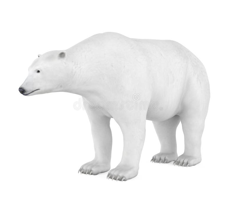 Polar bear d render stock illustrations â polar bear d render stock illustrations vectors clipart