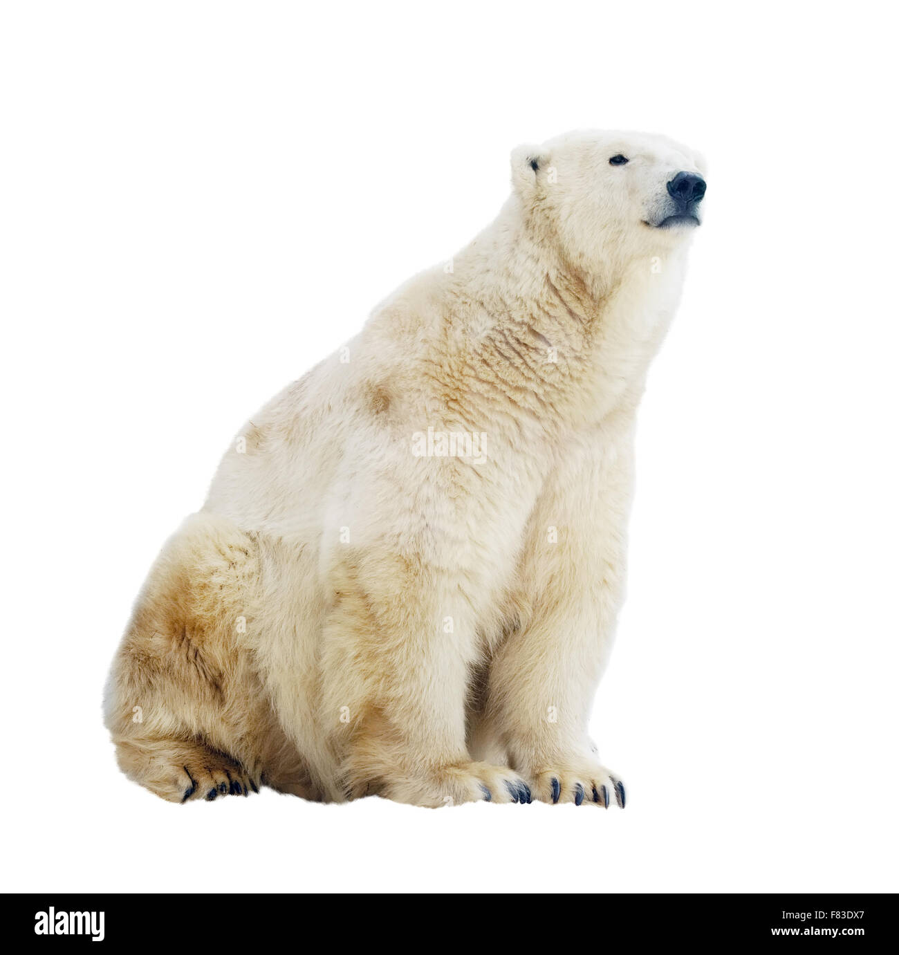 Polar bear sitting cut out stock images pictures