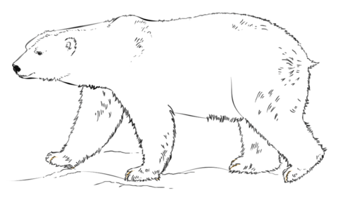 Polar bear walking coloring page free printable coloring pages